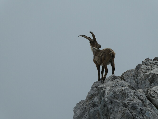 WatzmannMittelspitze_Hocheck 057