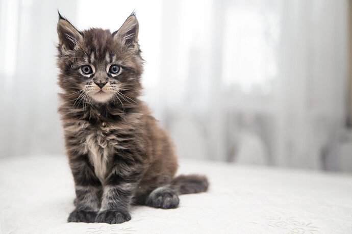 maine-coon-kitten-1024x682