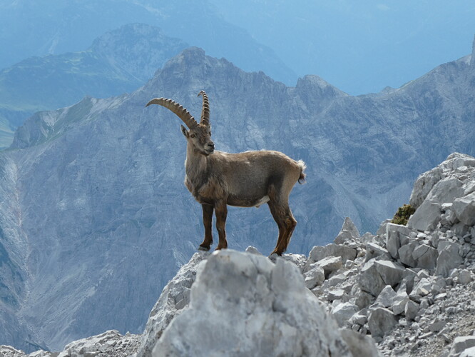 WatzmannOstwand 036