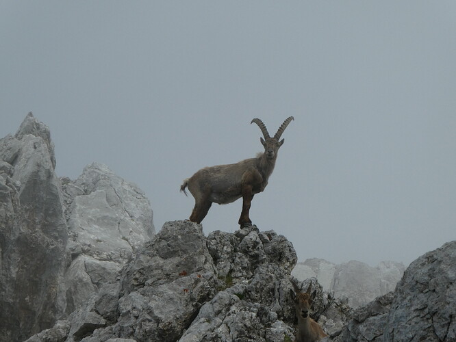 WatzmannMittelspitze_Hocheck 048
