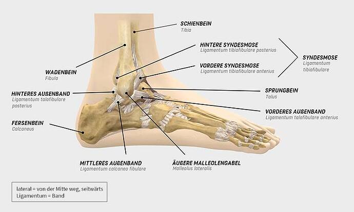 fuss-knochen-ueberischt