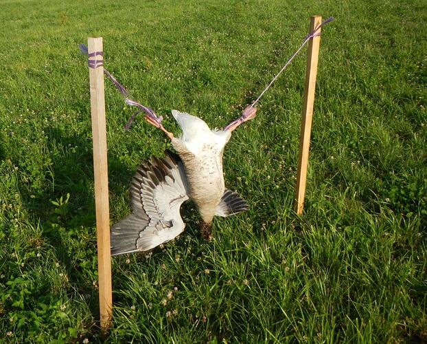 32171970-diese-tote-gans-sorgte-fuer-verwunderung-bei-spaziergaengern-in-landsham-moos-mittlerweile-ist-sie-wieder-weg-2pGKtfhJddBG