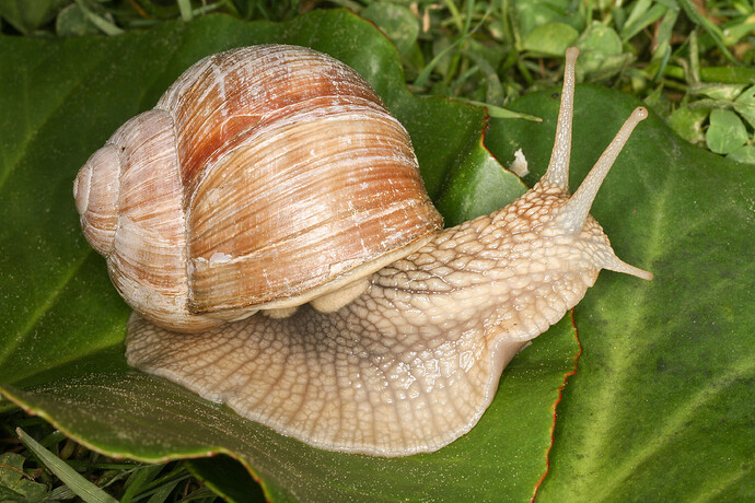 Weinbergschnecke1_RobertPatzner