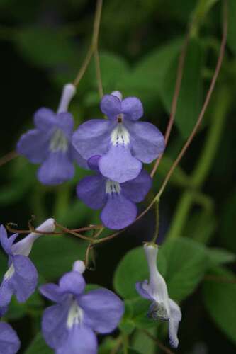 Streptocarpus_kirkii1