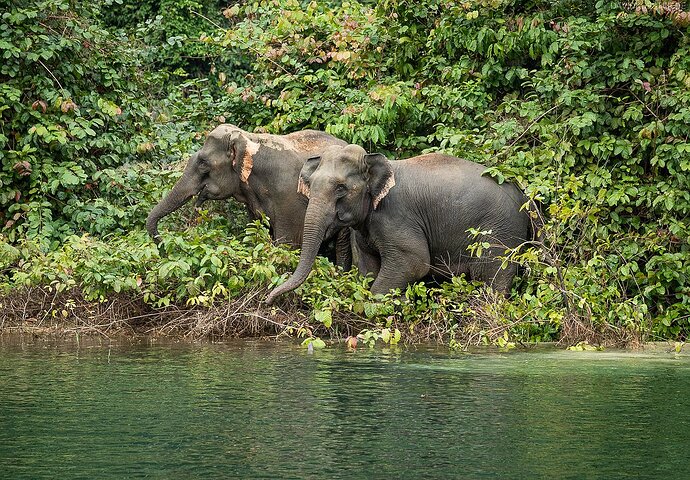 Thailand-Khao-Sok-Elefanten-2