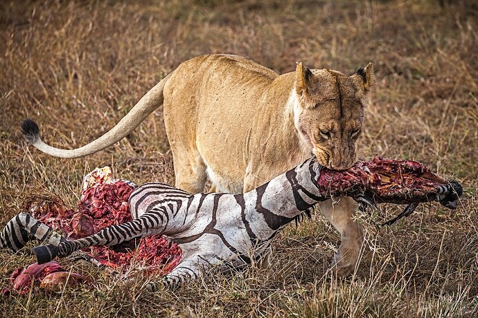 lion-zebra-gertraud-sonntag