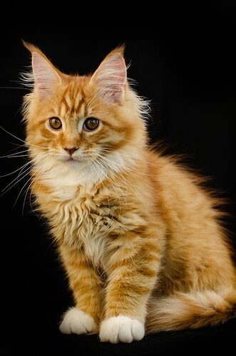 maine-coon-katze-von-roter-farbe-mit-flauschigen-roten-haaren-auf-schwarzem-hintergrund-er-hat-einen-langen-schnurrbart-und-schwanz-und-sehr-grosse-pfoten-flauschiges-haar-maine-coon-kaetzchen-das